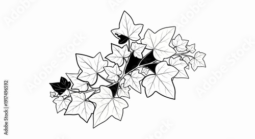 Delicate outline of ivy leaves with shaded sections