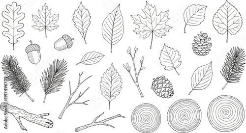 Collection of natural elements leaves, acorns, pinecones, branches, and tree rings