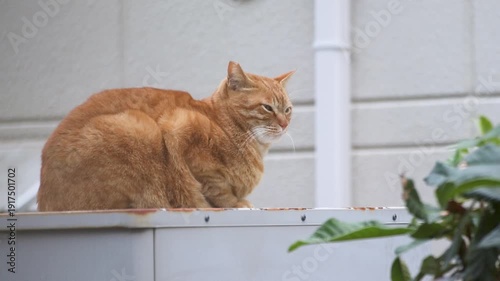 倉庫の上に座りながら周囲を見回す野良猫