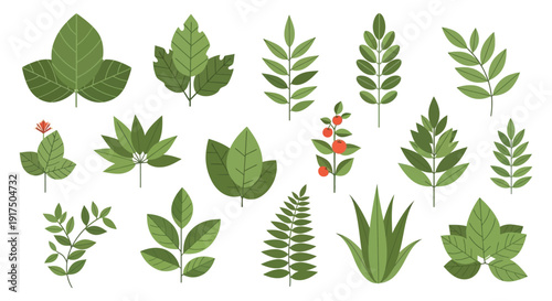 A collection of various green leaf shapes and branches presented as a botanical illustration on transparent background silhouette high quality professional