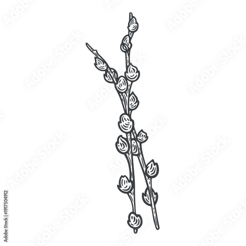 Two young willow branches with fluffy buds, soft catkins, engraving isolated