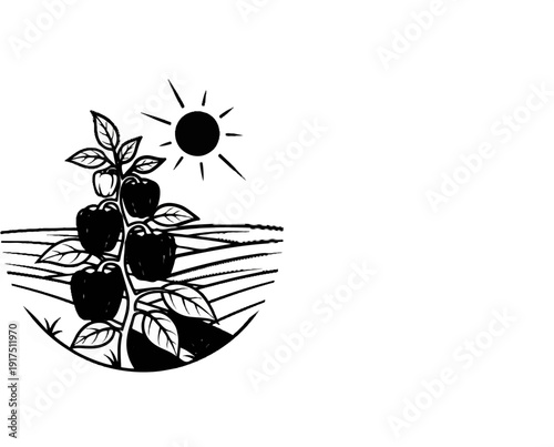 Black and white drawing of bell peppers growing on a plant under the sun