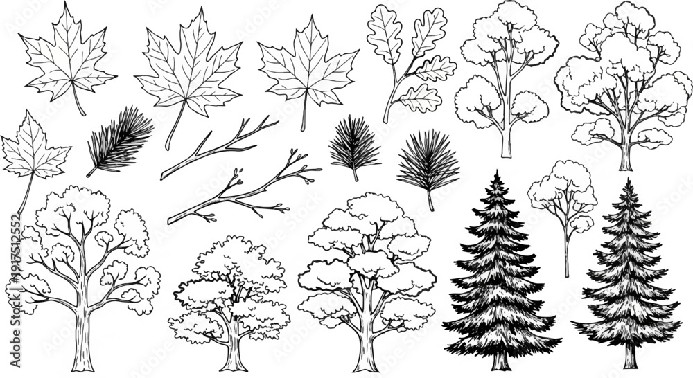 Fototapeta premium Black and white sketch of assorted trees and leaves, including maple, oak, and pine