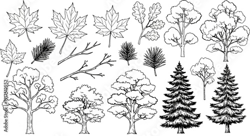 Black and white sketch of assorted trees and leaves, including maple, oak, and pine
