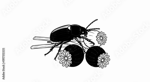 Black beetle perched on round, flowering seed pods with stems