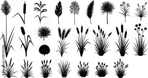 Grass and reed plant silhouette collection, black and white vector illustration set featuring meadow, cattail and wild botanical elements isolated