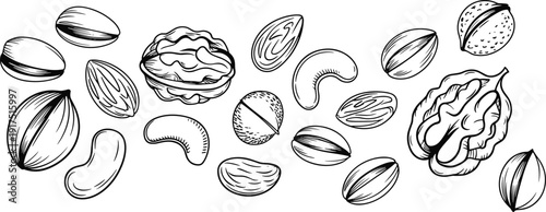 Hand drawn nuts assortment illustration, almond walnut cashew pistachio hazelnut sketch vector set, healthy snack food line art isolated on white