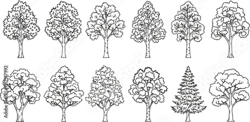 Diverse collection of sketched trees, varied shapes and sizes, outlined in black and white