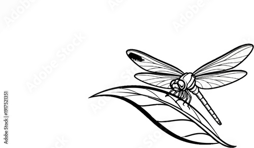 Intricate line art illustration of a dragonfly resting on a curled leaf