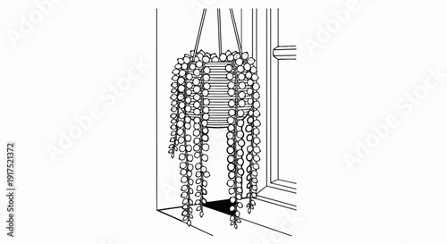 Line drawing of a hanging plant with string of pearls near a window