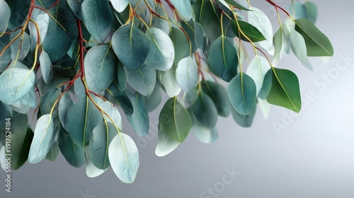 Fresh eucalyptus leaves brighten any space with their calming colors and gentle movement, inviting a touch of nature indoors