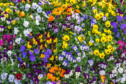 Konstfotografi A sea of colorful pansies blooms in spring