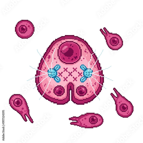 Pink cell with internal structures and smaller pink cells with tails.