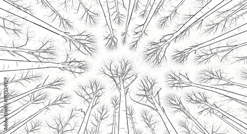 Looking up through bare tree branches against a bright sky, a forest canopy