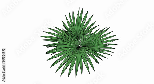 Lush green palm fronds adorned with clear, glistening dew drops