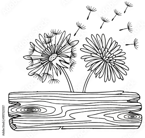 Hand-drawn dandelions blowing seeds on a weathered wooden plank