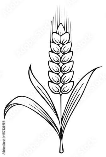 Hand Drawn Wheat Plant Line Art Illustration Single Stalk with Leaves and Grains