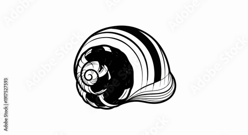 Ink sketch of a striped spiral shell on a white background