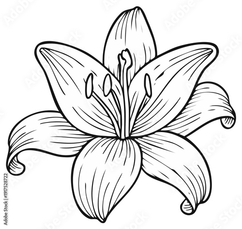 Elegant Hand Drawn Lily Flower Outline Vector Illustration for Design and Decoration
