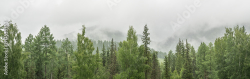 Panel kuchenny z motywem Mountain taiga, coniferous forest, morning fog, panoramic view