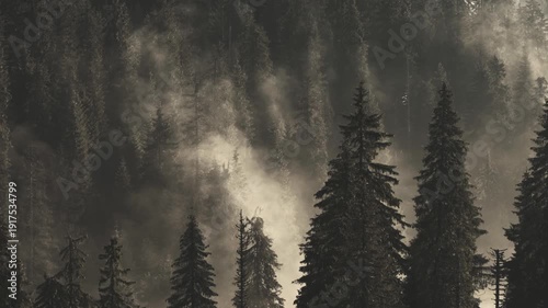 Foggy morning in the forest with rays of light and mist rising from the trees. Static shot of pine trees in woodland