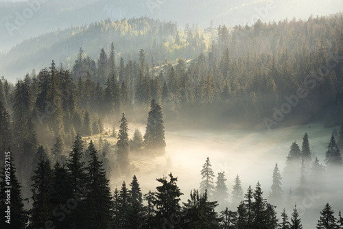 Foggy morning in the forest with mist lighten up by sun rays. Fairy tale wood...