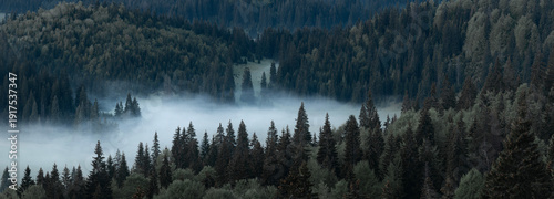 Panel kuchenny z motywem Panorama of foggy forest in the morning. Mist rising from the pines. Dark moody landscape