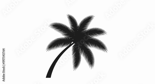 Silhouette of a tropical palm tree with its fronds spread out