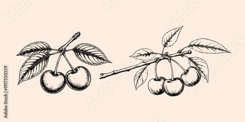 Cherry fruit. Etching style illustration.