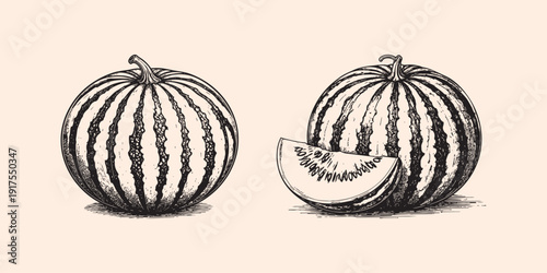 Watermelon fruit. Etching style illustration.