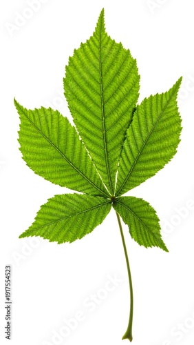 A green leaf with five leaflets on a white background (1)