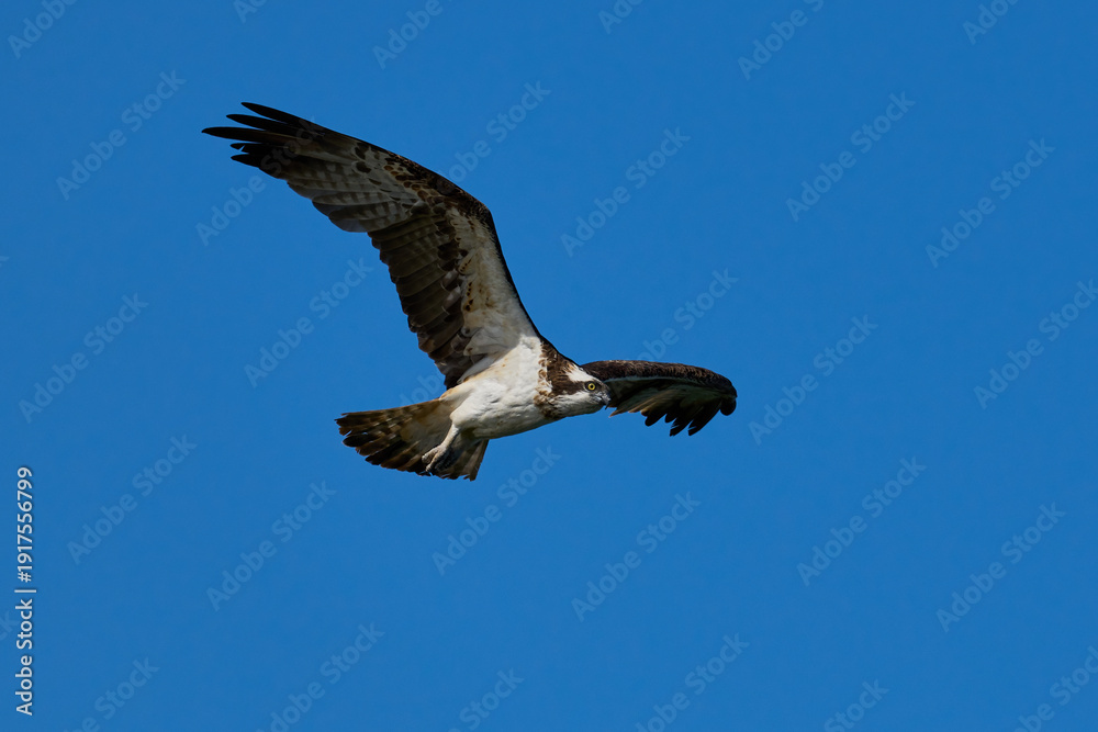Fototapeta premium Osprey (Pandion haliaetus)