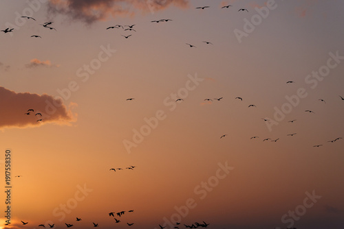 夕焼け空とマガンの群れ