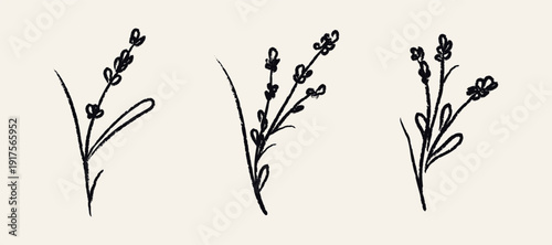 Grunge lavender flower collection. Chalk brush spring florals. Crayon wildflower sketches in doodle style. Hand drawn black charcoal plants for tattoo, poster, scrapbooking. Isolated vector illustrati