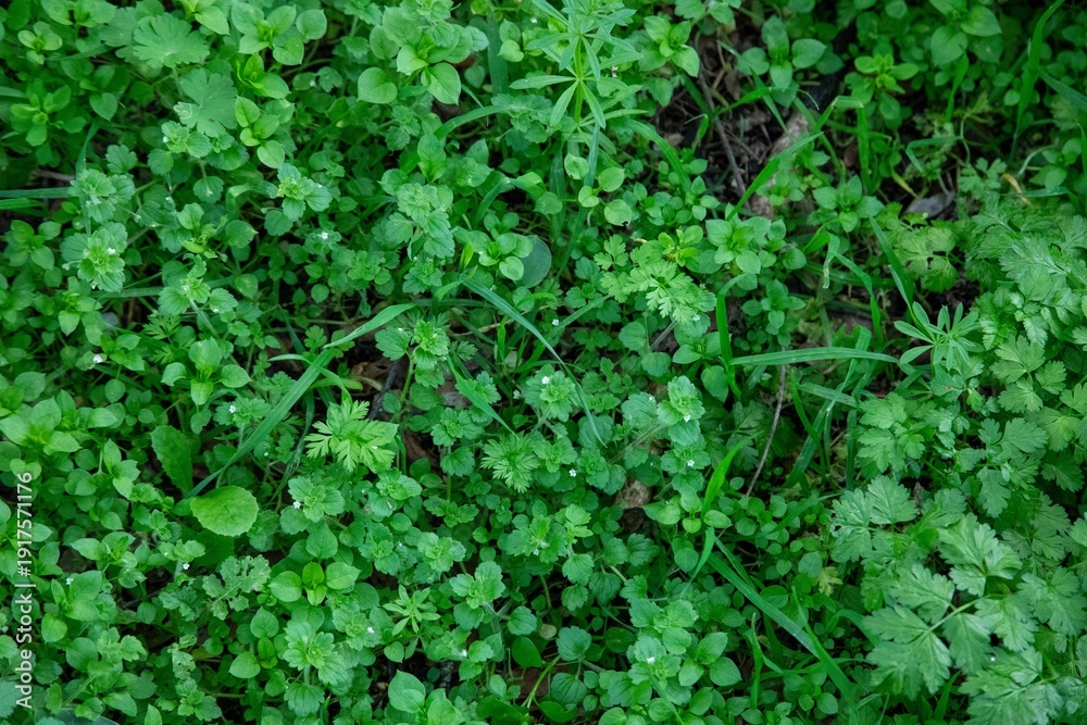 Obraz premium Top-down view of lush green grass, clover, and wild herbs texture.