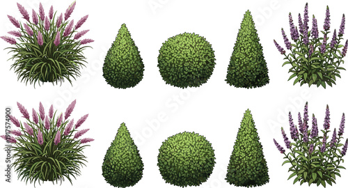 Set of garden plants vector illustrations including lavender pampas grass and topiary shrubs for landscaping architectural design and outdoor gardening.