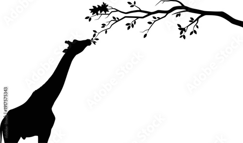 Giraffe silhouette reaching for leaves on tall tree branch