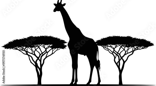 Silhouette of giraffe standing between two acacia trees