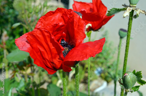 Papaver Orientale