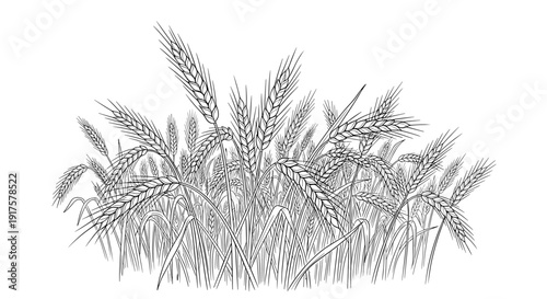 Detailed wheat field design highlighting elegant linework