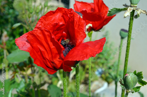 Papaver Orientale