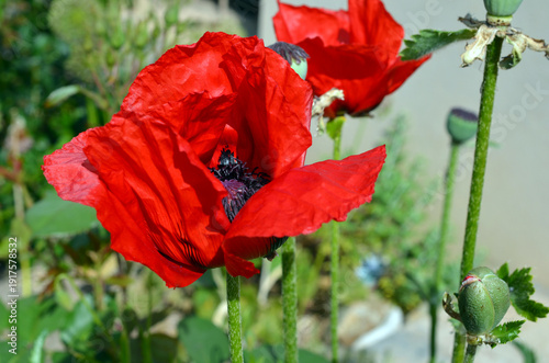 Papaver Orientale