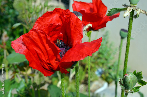Papaver Orientale