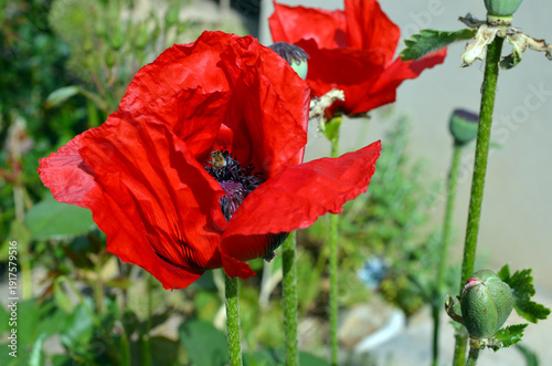 Papaver Orientale