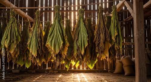 Wallpaper Mural Tobacco leaves drying in a rustic barn with sunlight streaming through the wooden structure. Torontodigital.ca