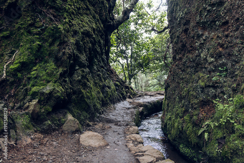 Levada do Caldeirao Verde trail (PR9) through mossy rock cleft on Madeira Island, ground level photo of wet path and stone water channel beneath dense laurel canopy