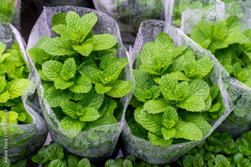 Photos Fresh Green Mint Herbs in Transparent Plastic Packaging at a Market