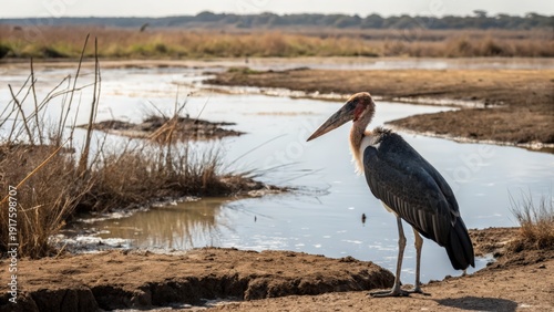 Majestic Marabou Stork Standing Near Water in African Savannah Habitat