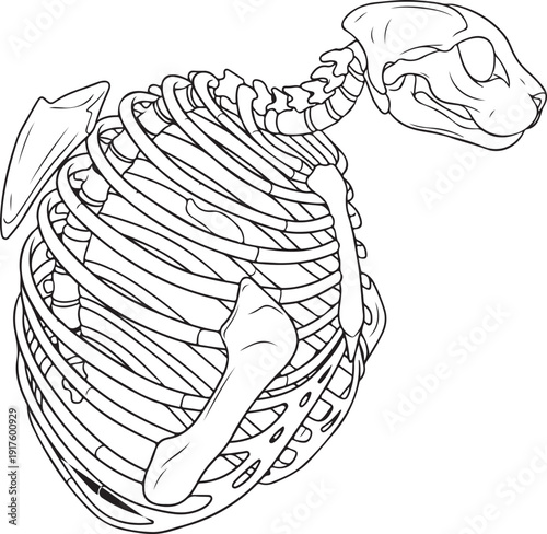 Detailed line drawing of a cat's rib cage and shoulder area, showing the scapula, ribs, and sternum in anatomical detail. , Generative Ai