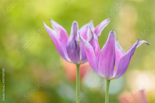Purple tulips on blurred background in garden, spring nature banner, selective focus